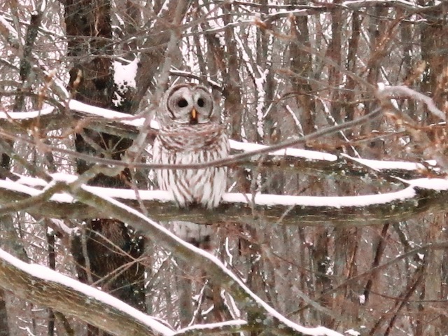 gratitude increases when one notices good and calls attention to it.