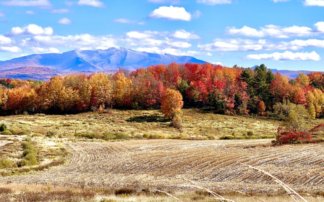 MAGNANIMITY: THE WORK