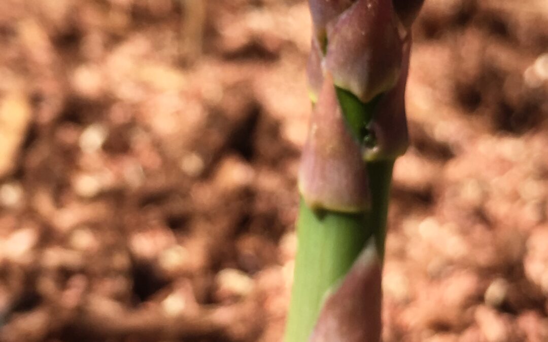 How Does Your Garden Grow?