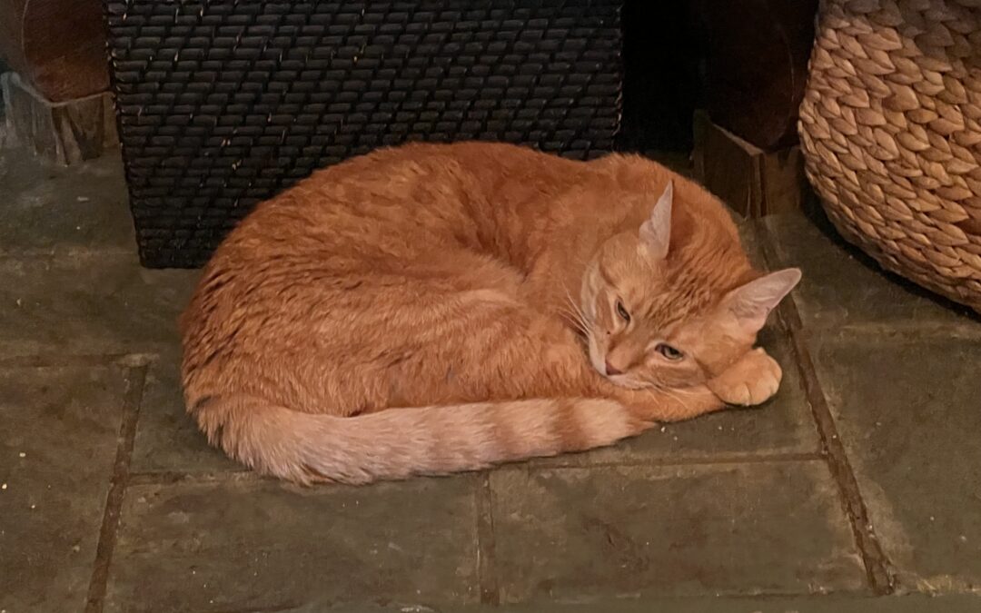 ROSE, STONES AND KITTY